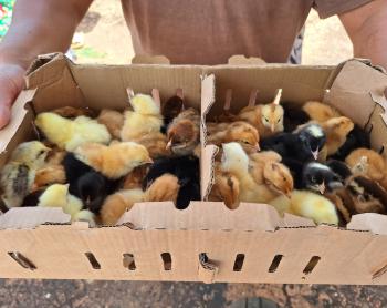 Chicks bound for Maridi 