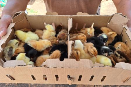 Chicks bound for Maridi 