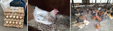 Rev Parks Chickens produce some of the best eggs in South Sudan 